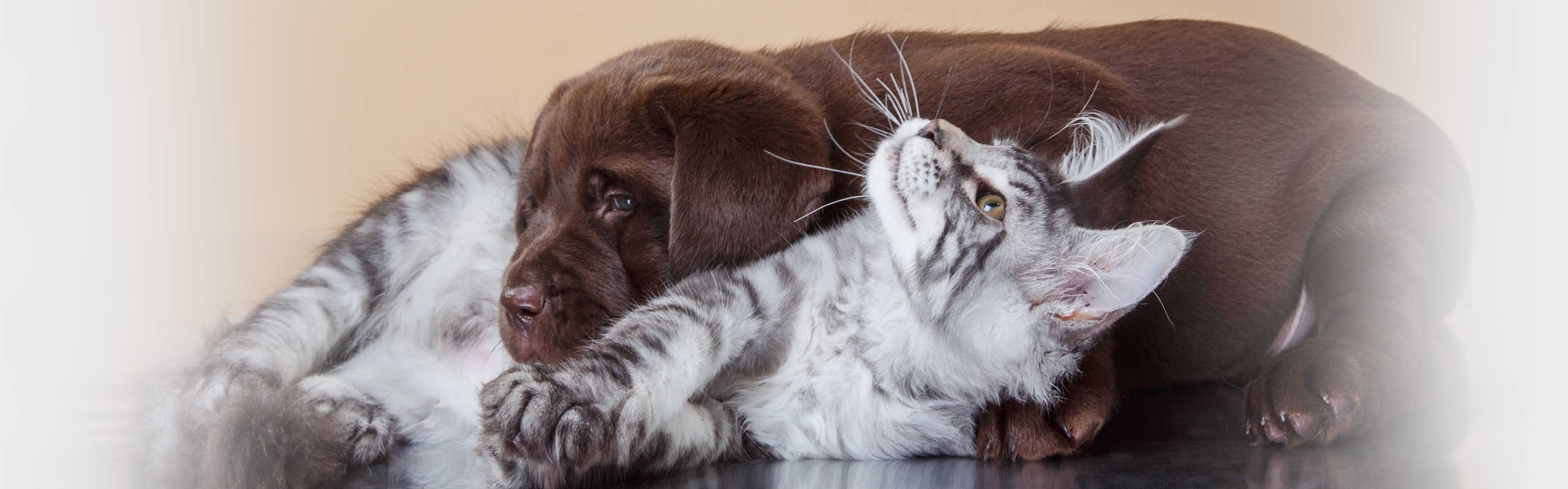 Carousel Accessoires duo chien chat